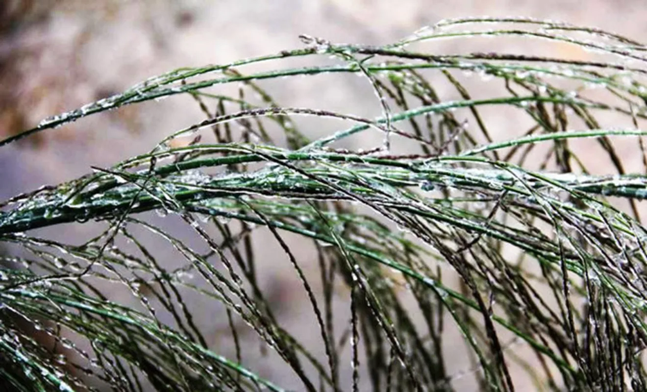 Xuất hiện băng giá ở Fansipan