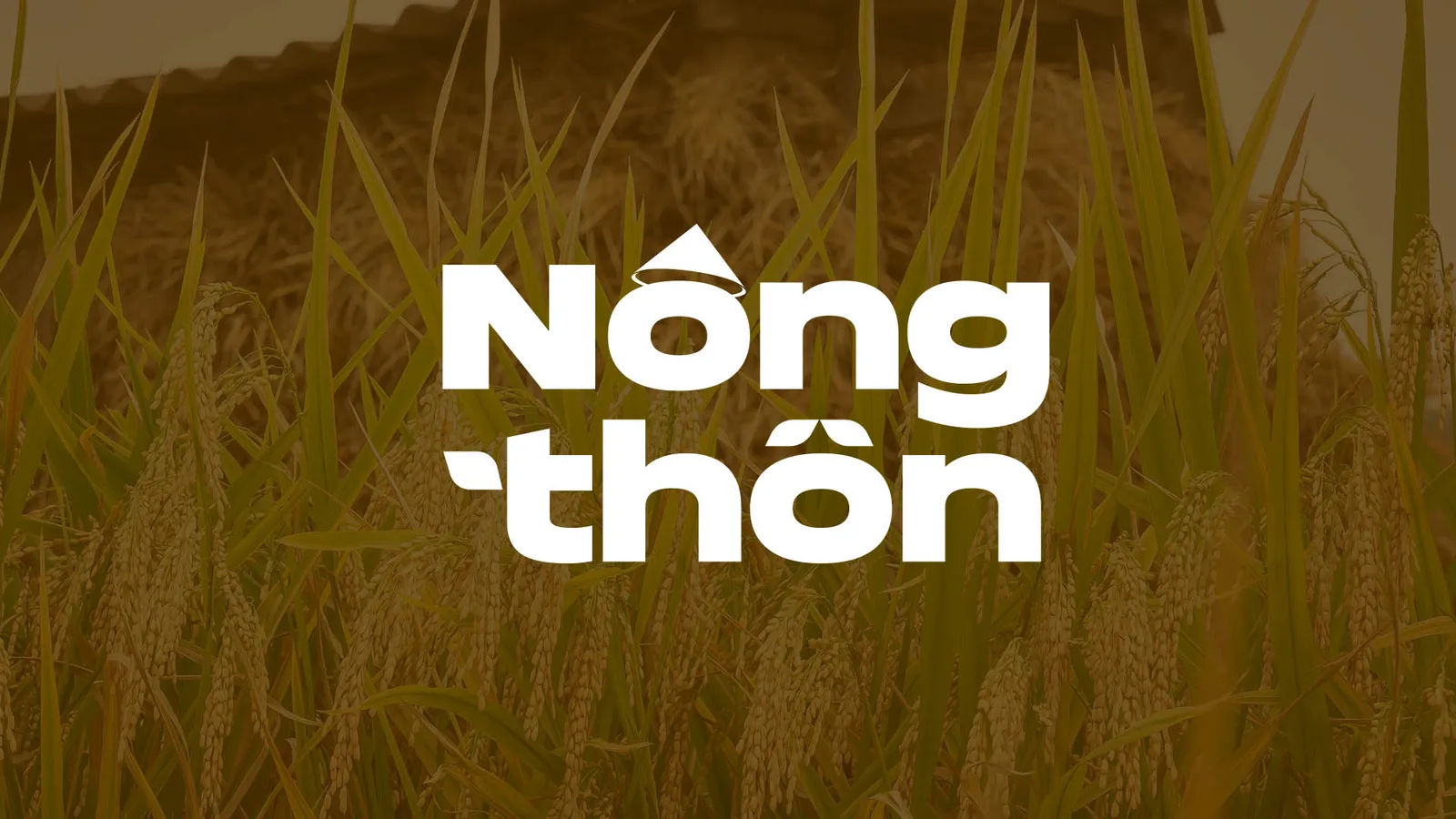 Hạt gạo- hạt ngọc tinh khôi Việt Nam