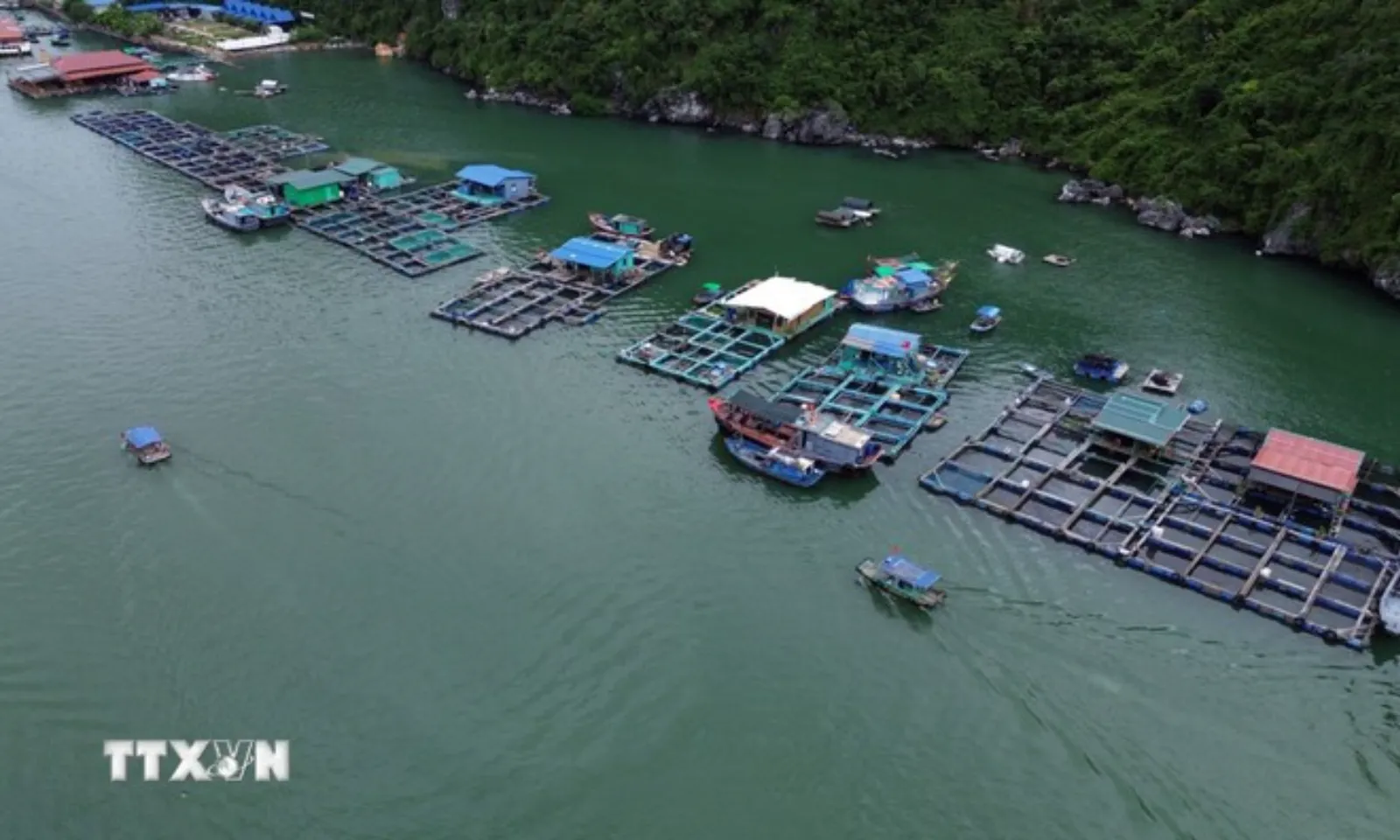 Thủy sản Việt Nam lập kỳ tích, hướng mốc xuất khẩu 11,5 tỷ USD năm 2026 – Hình 2