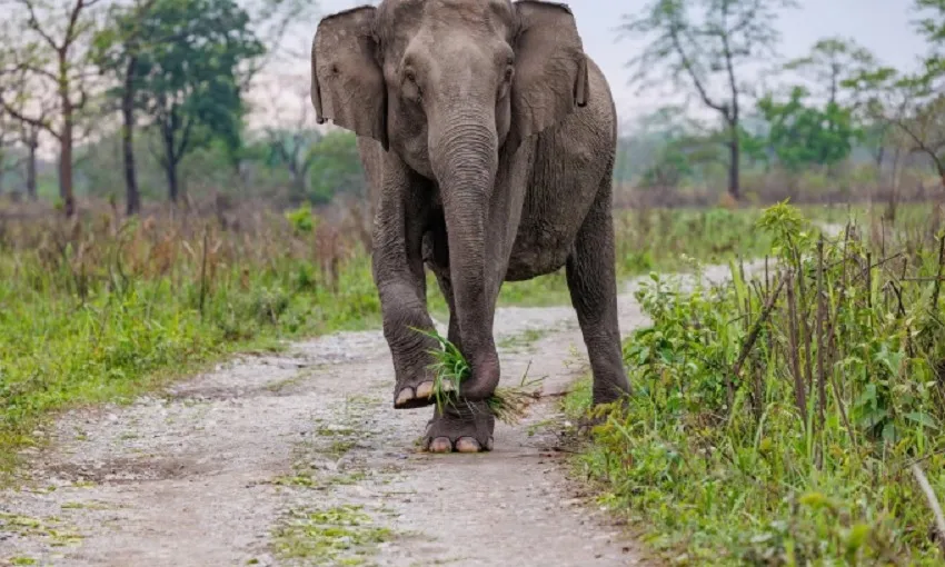 Truy tìm voi đực tấn công khiến 22 người chết ở Ấn Độ
