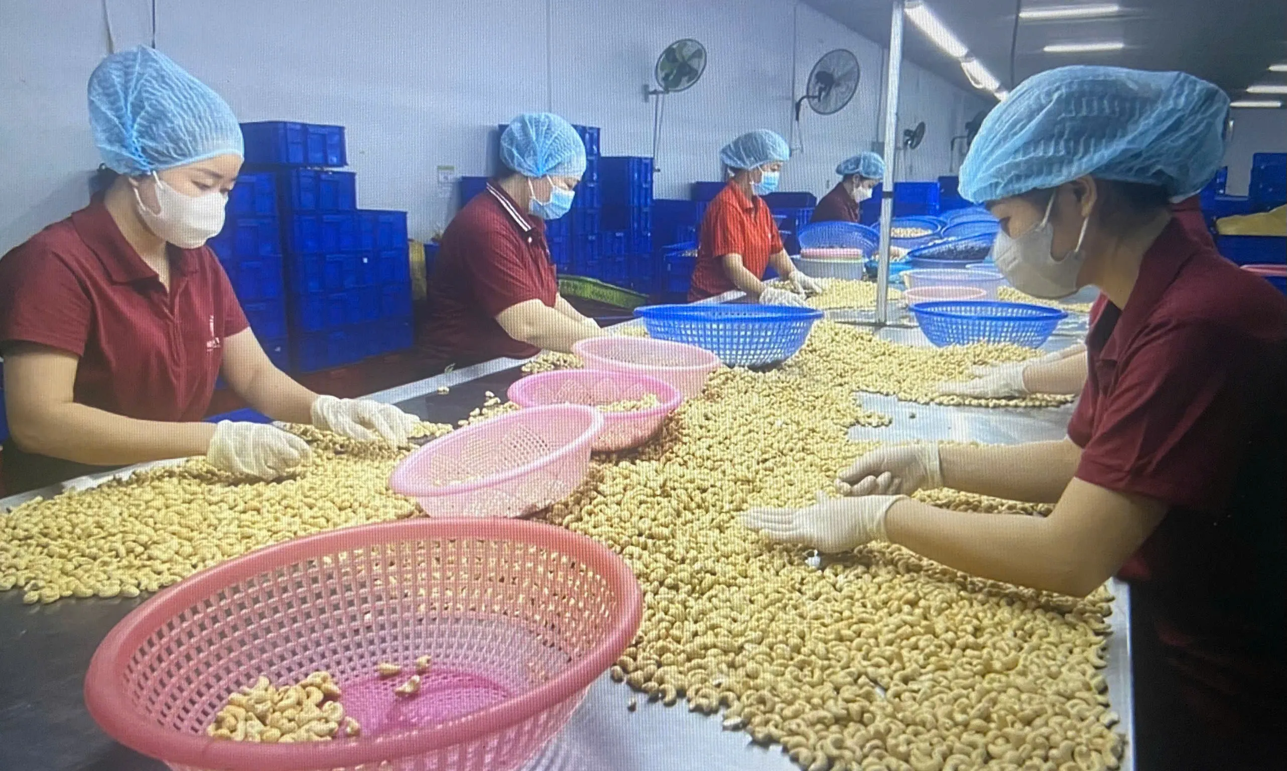 Lần đầu tiên ngành điều Việt Nam xuất khẩu trên 5 tỷ USD.