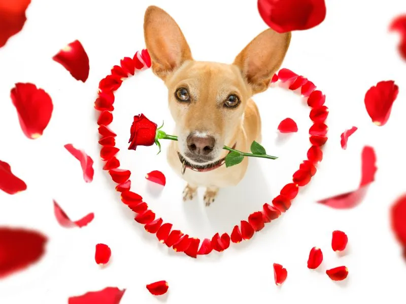 voh-hinh-nen-valentine-10