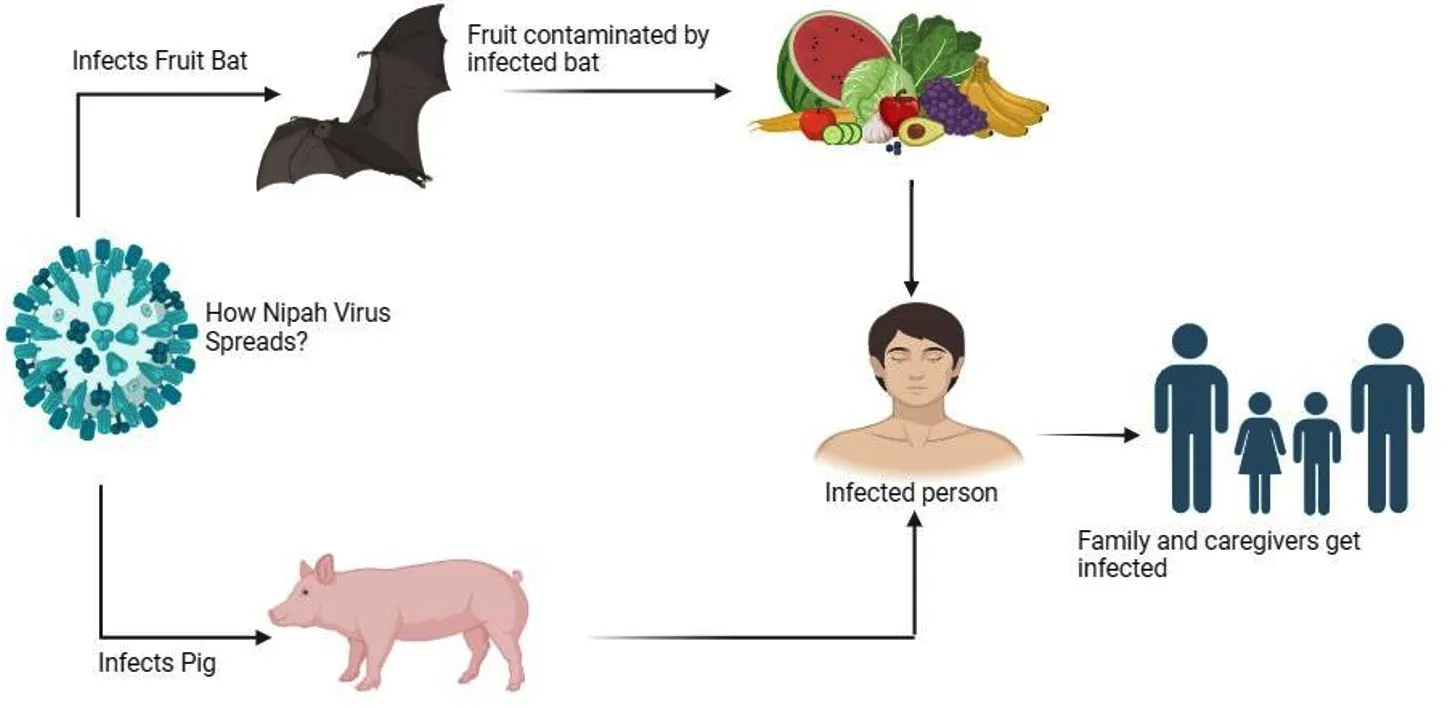 Đường lây của virus Nipah