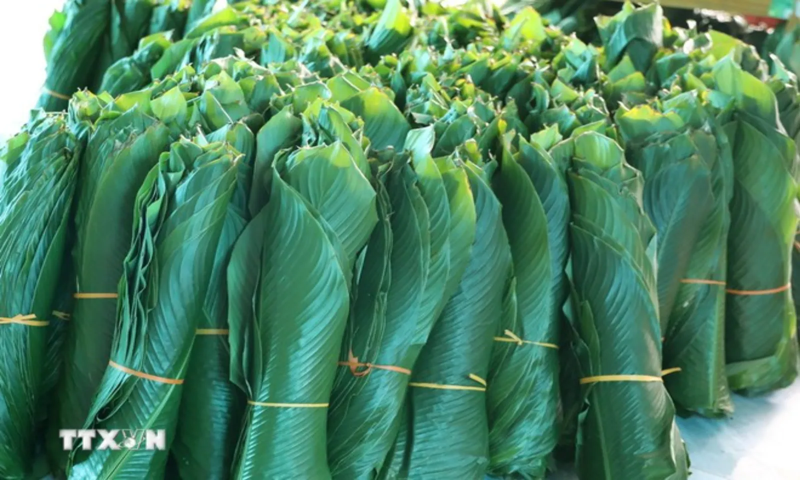 Giữ hồn Tết từ nồi bánh chưng quê Đất Tổ - Hình 2