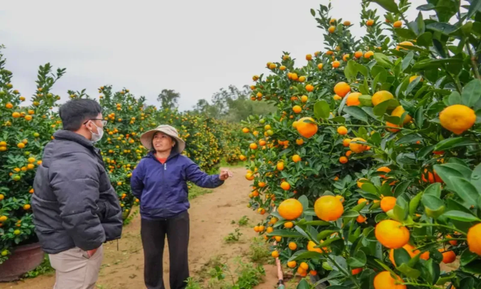 Hoa kiểng Tết vào mùa, thị trường sôi động – Hình 1