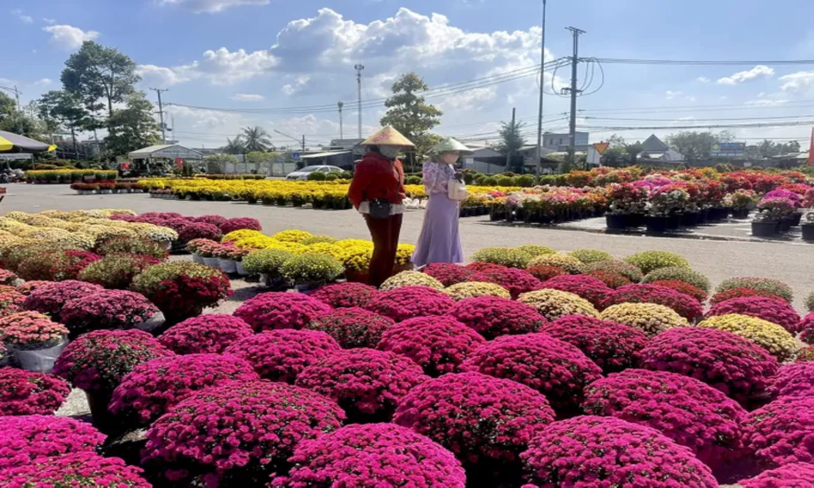 Hoa kiểng Tết vào mùa, thị trường sôi động – Hình 2