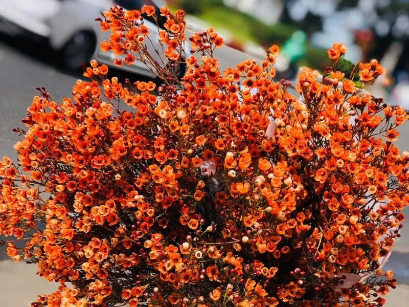 voh-cach-cam-hoa-thanh-lieu-5