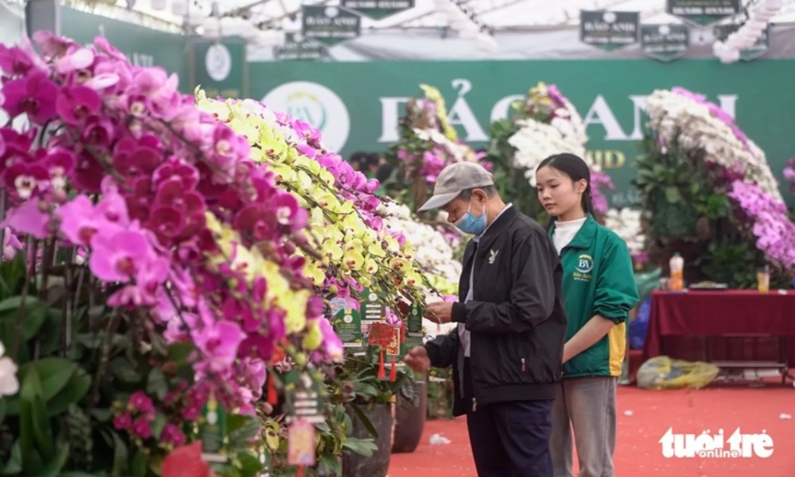 Lan hồ điệp ghép gỗ lũa tiền chục triệu đồng hút khách dịp Tết – Hình 1