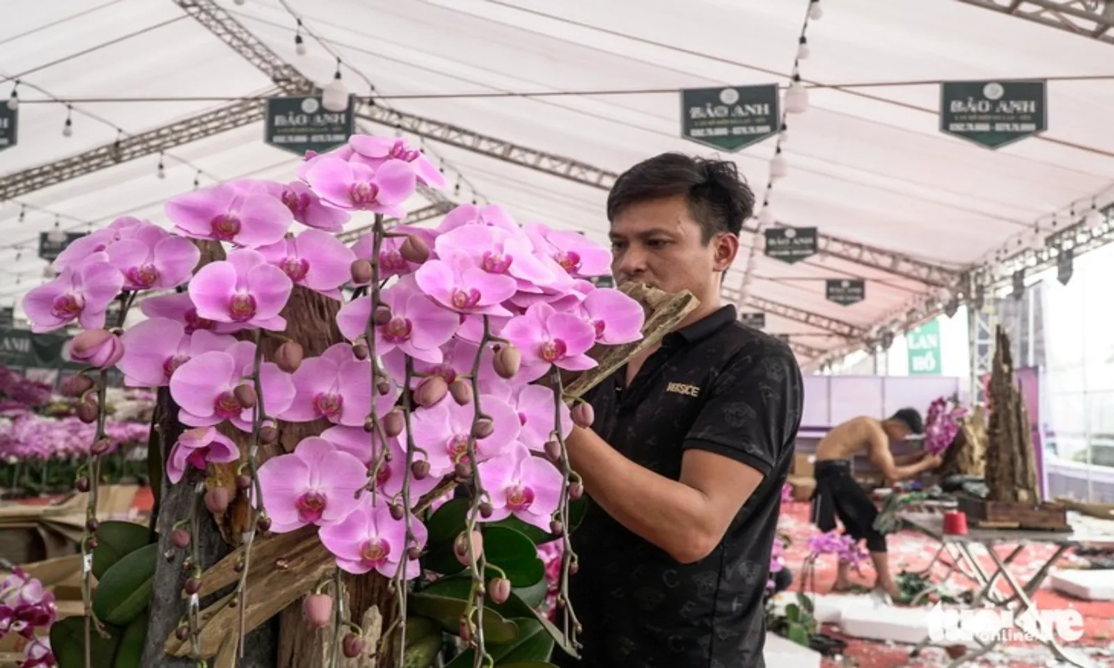 Lan hồ điệp ghép gỗ lũa tiền chục triệu đồng hút khách dịp Tết – Hình 2