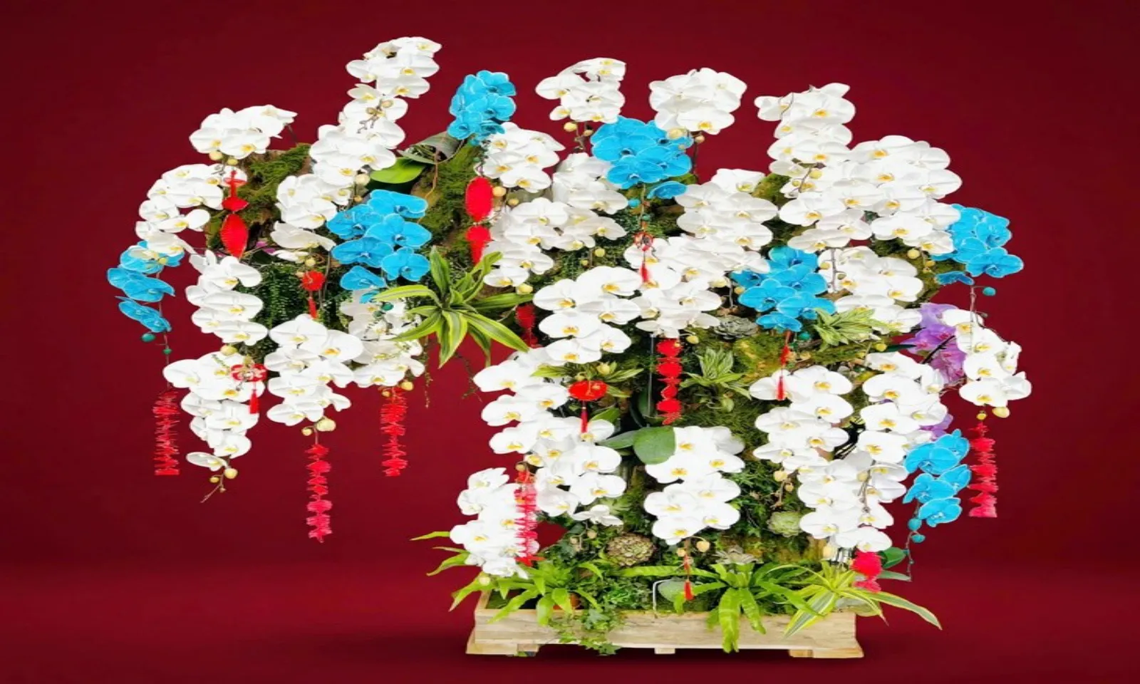 Lan hồ điệp ghép gỗ lũa tiền chục triệu đồng hút khách dịp Tết – Hình 3