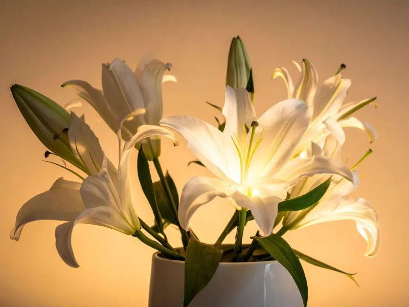 voh-cach-cam-hoa-ly-1