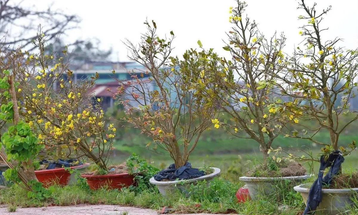 Dự báo TPHCM sẽ có mưa trái mùa trước Tết nguyên đán