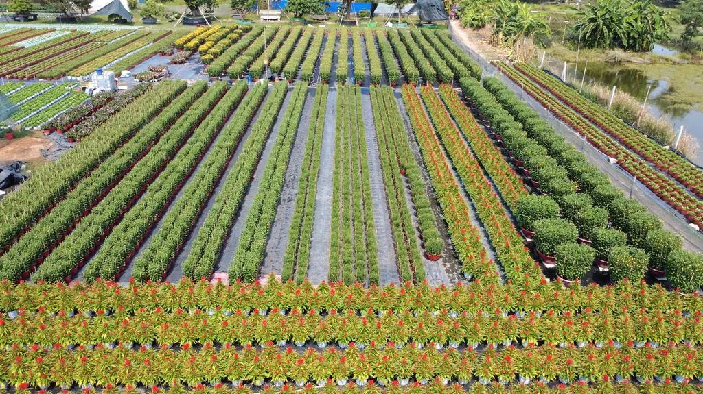 Làng hoa Thới An "gieo xuân" cho TPHCM