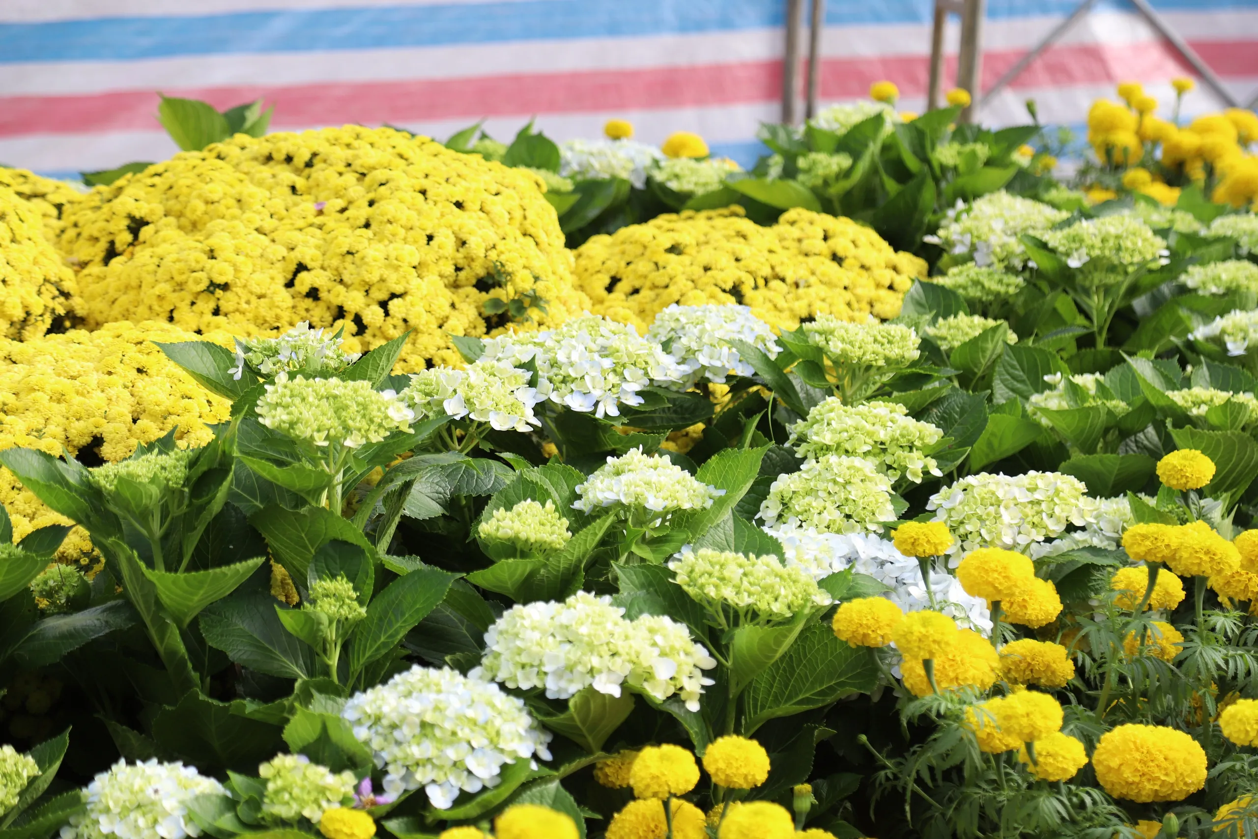 duong-hoa-nghe-thuat-23-17708675002481745359754