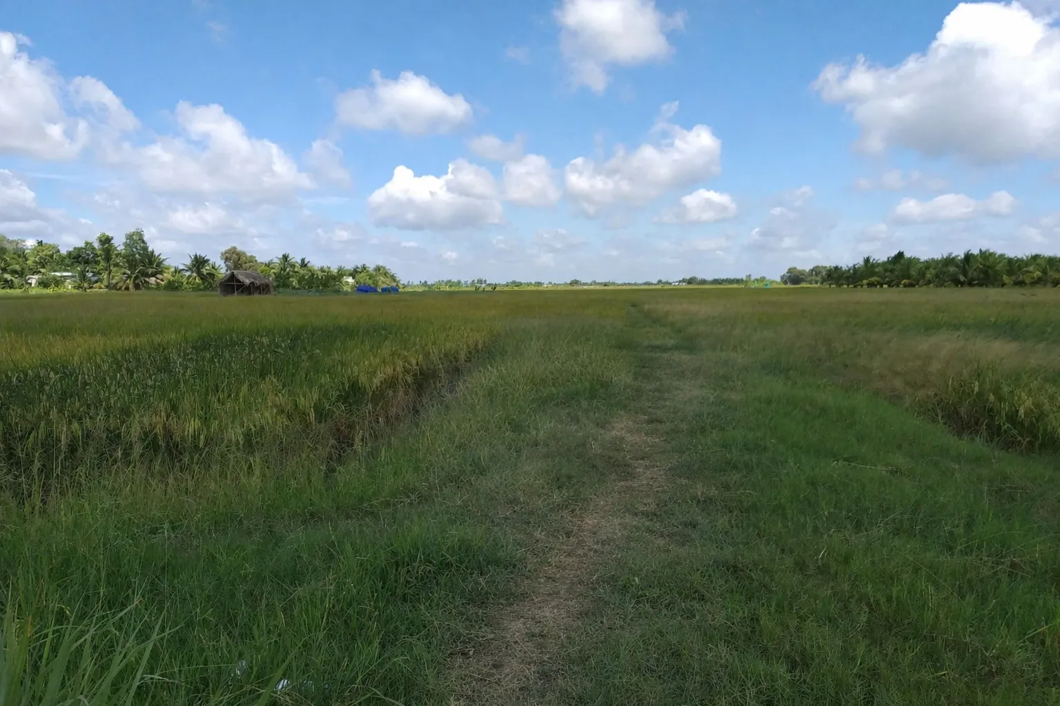 Ảnh đồng ruộng