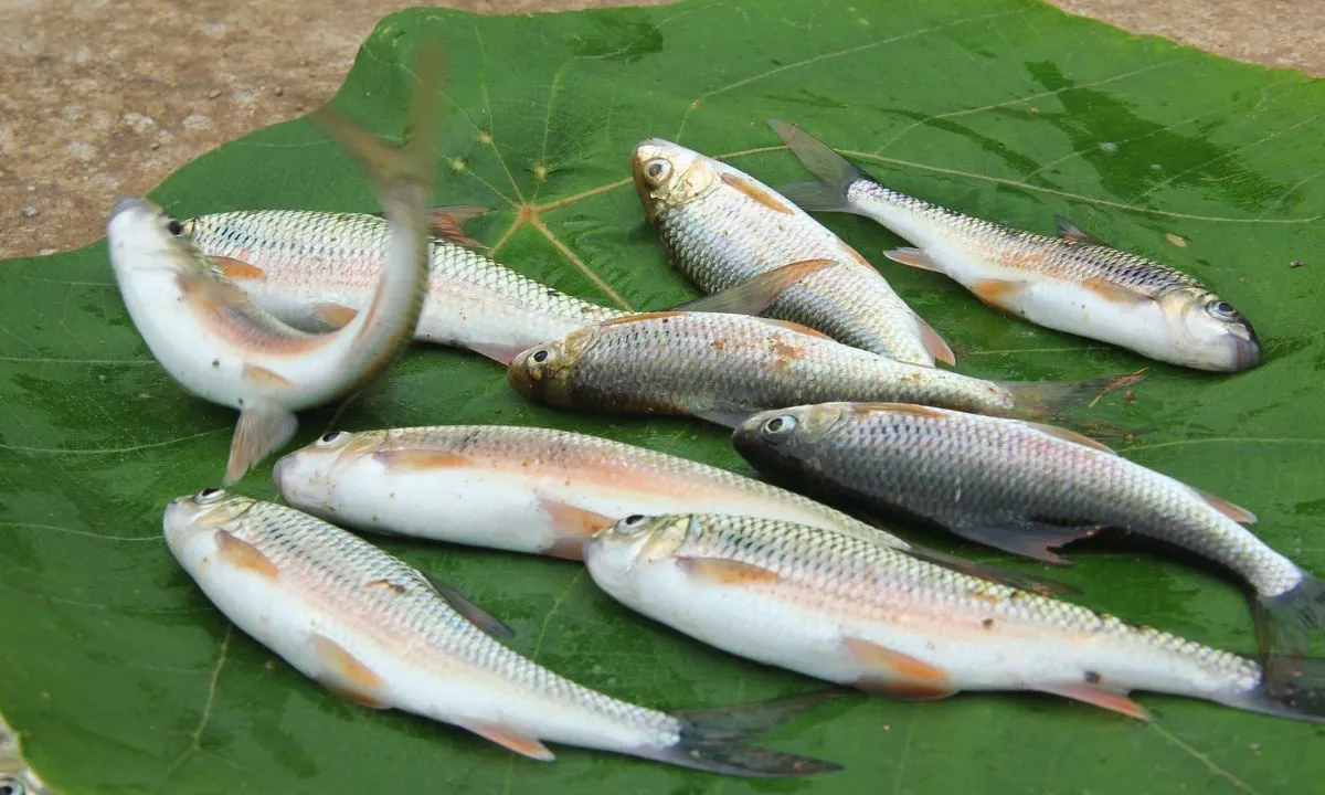 Ngày hội bắt cá mát rộn ràng trên suối Chà Hạ cuối năm