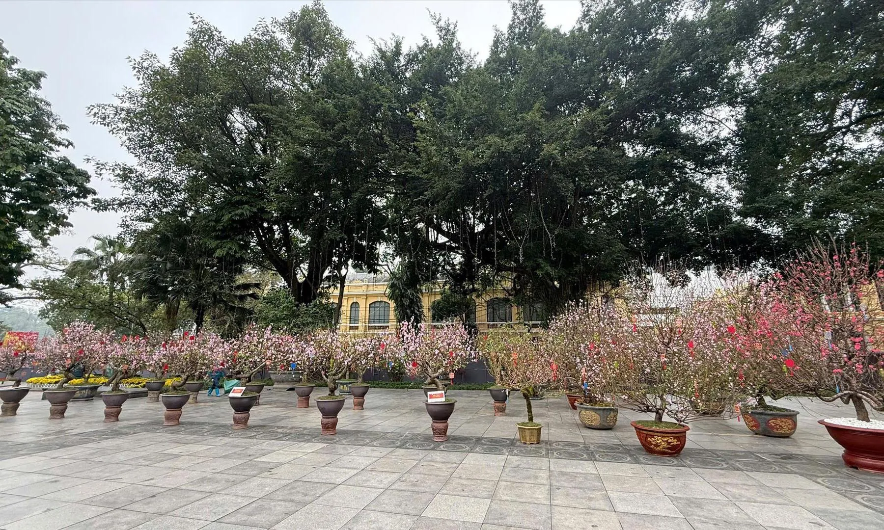 Không gian xuân 14.000 m² rực rỡ đào cổ giữa trung tâm Hà Nội