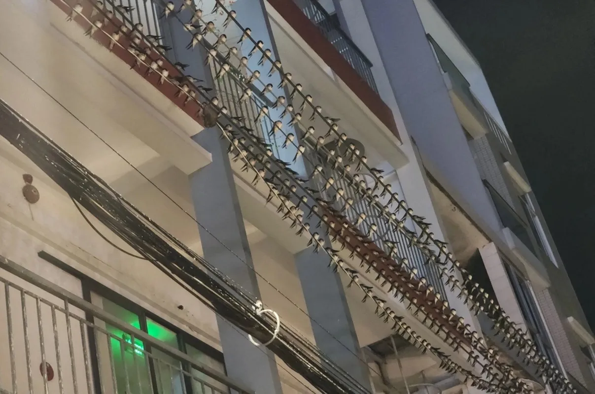 Nhiều chim én bay về