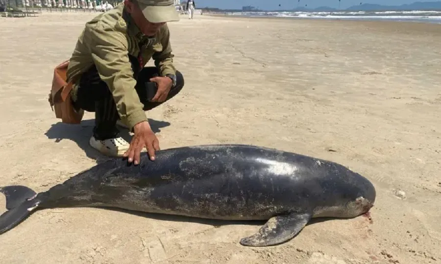 Trưa 29 Tết cá Ông dạt vào Bãi Sau, phường Vũng Tàu, TPHCM