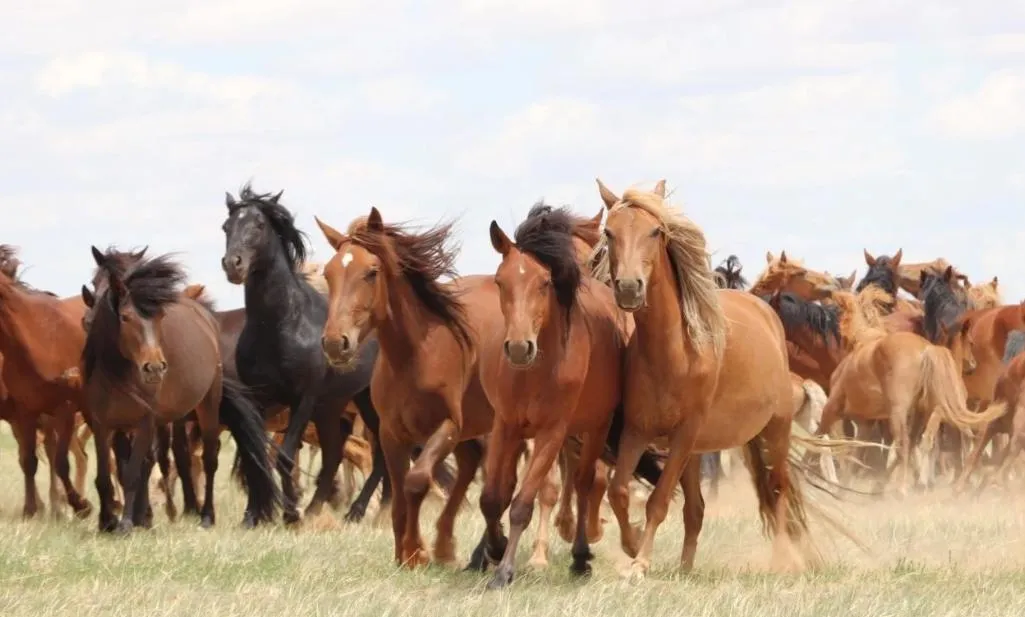 Hình tượng ngựa và những tầng ý nghĩa qua các nền văn hóa