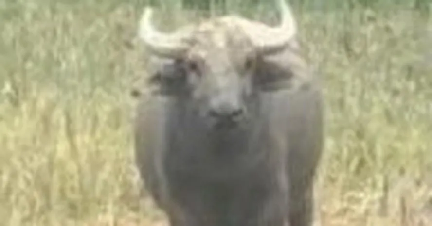 Trâu húc 2 người bị thương ở Quảng Trị