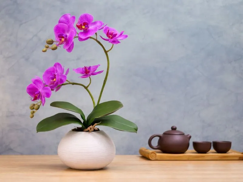 voh-hoa-cung-ram-thang-gieng-5