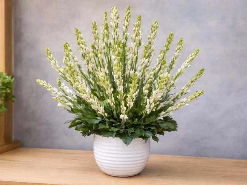 voh-hoa-cung-ram-thang-gieng-6