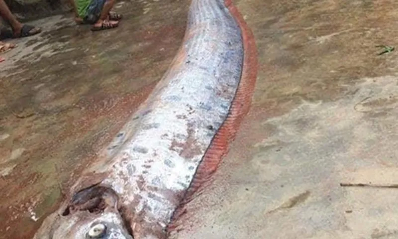 Phát hiện xác cá hố rồng dài gần 2m dạt vào biển Đà Nẵng