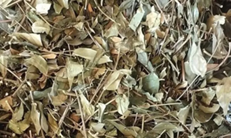 Nguy kịch vì uống thuốc nam truyền miệng suốt 2 tháng