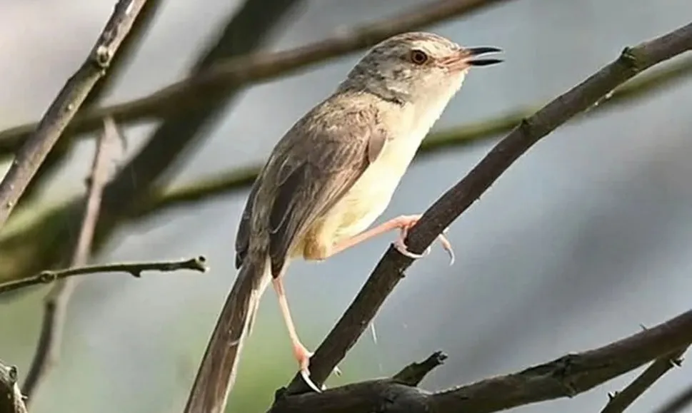 Phát hiện thêm 4 loài chim quý hiếm tại Vườn quốc gia Phong Nha - Kẻ Bàng