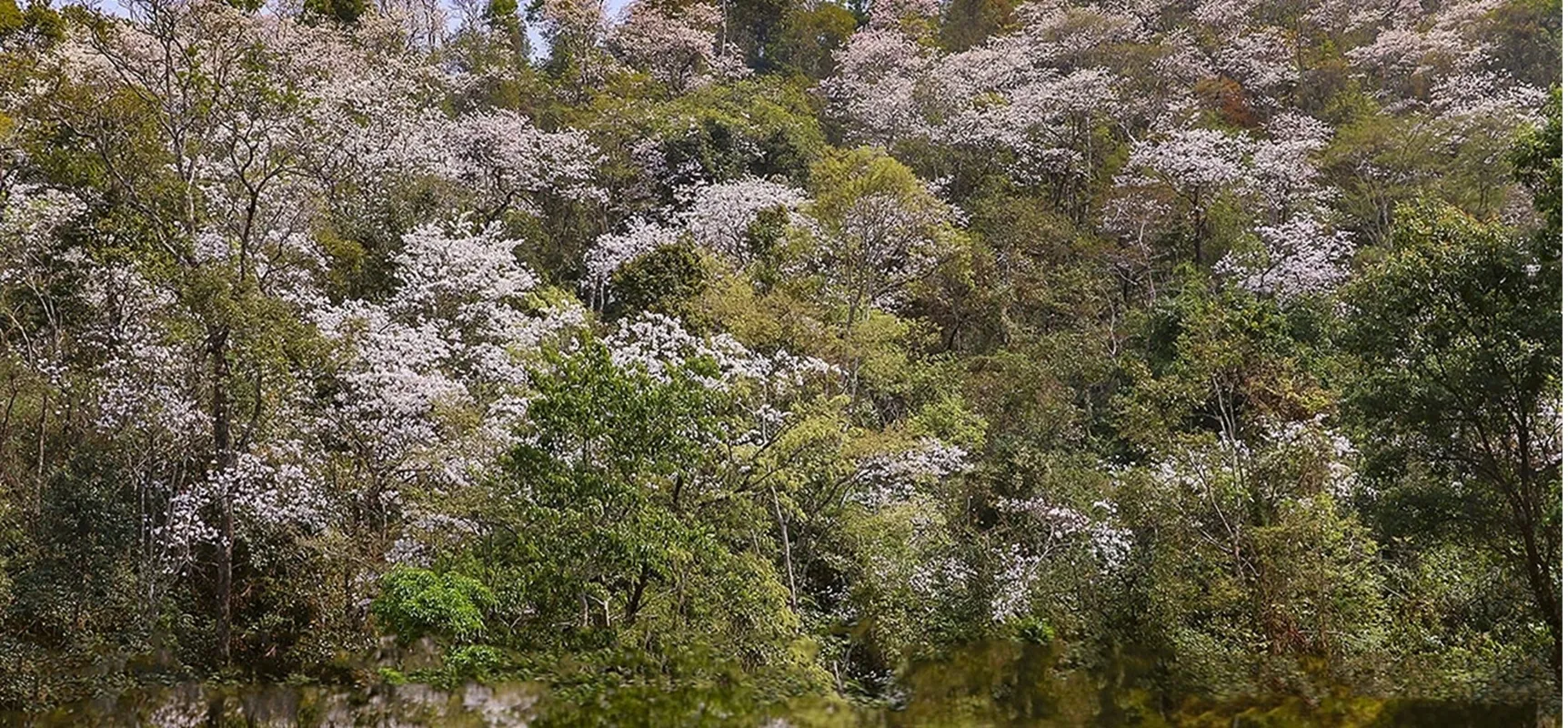 Hoa Ban rực rỡ núi rừng