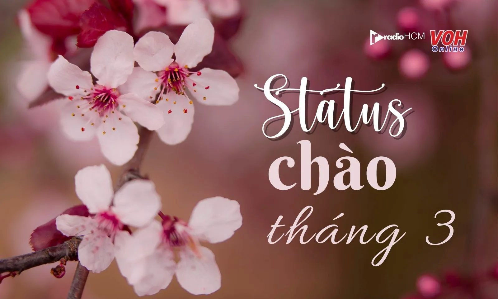 50+ stt chào tháng 3 sâu lắng, giàu cảm xúc