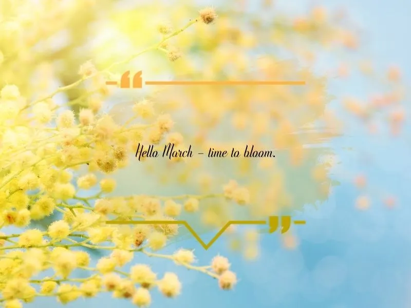 voh-stt-chao-thang-3-5