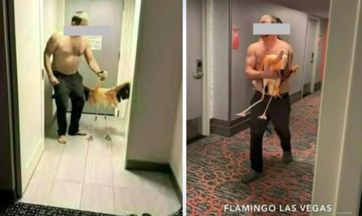 Du khách gây sốc khi quấn hồng hạc vào áo, đưa lên phòng khách sạn