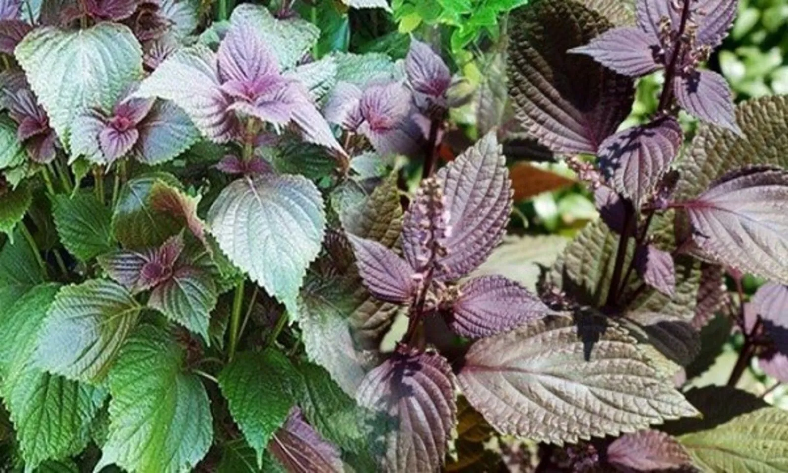 Những loại rau tốt cho người đau dạ dày nên bổ sung mỗi ngày – Hình 1