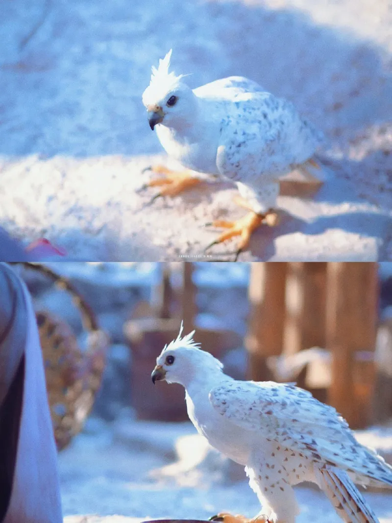 voh-review-truc-ngoc-10