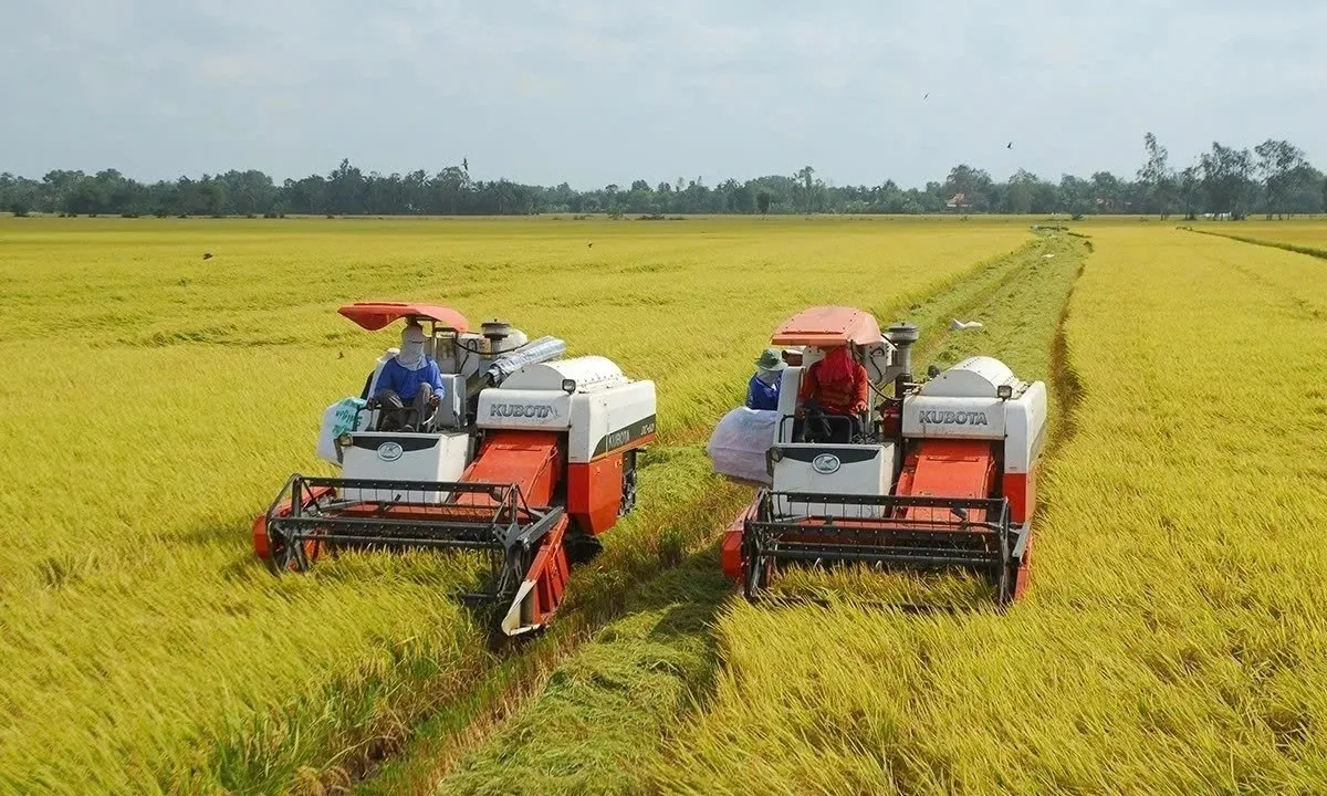 Thủ tướng yêu cầu ổn định thị trường lúa gạo, hỗ trợ nông dân tiêu thụ sản phẩm