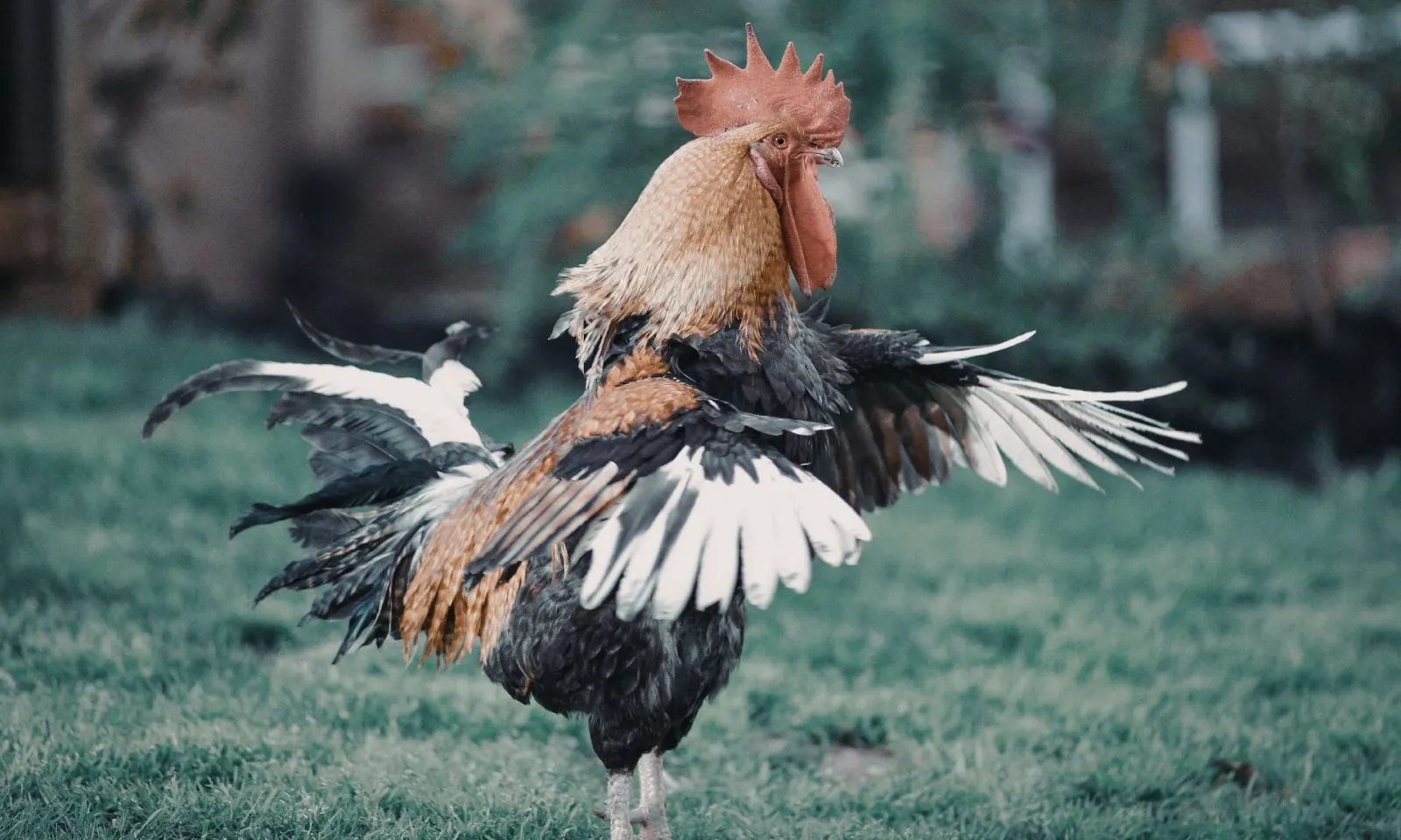 4 con giáp gặt hái tài lộc, gặp vận may tiền bạc trong quý 2 năm 2026