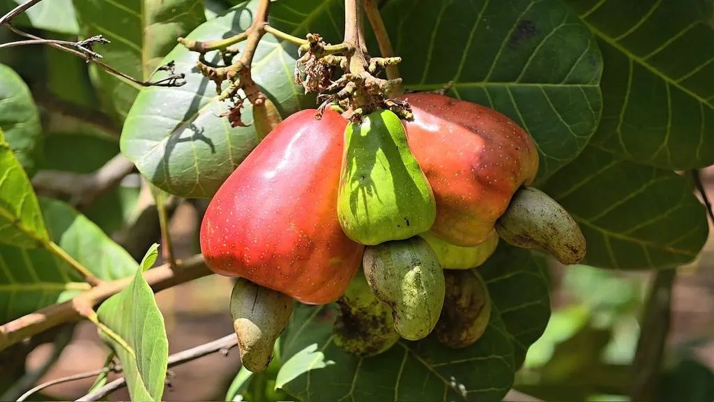 Ngành điều Việt Nam khuyến cáo việc tranh mua, tranh bán.