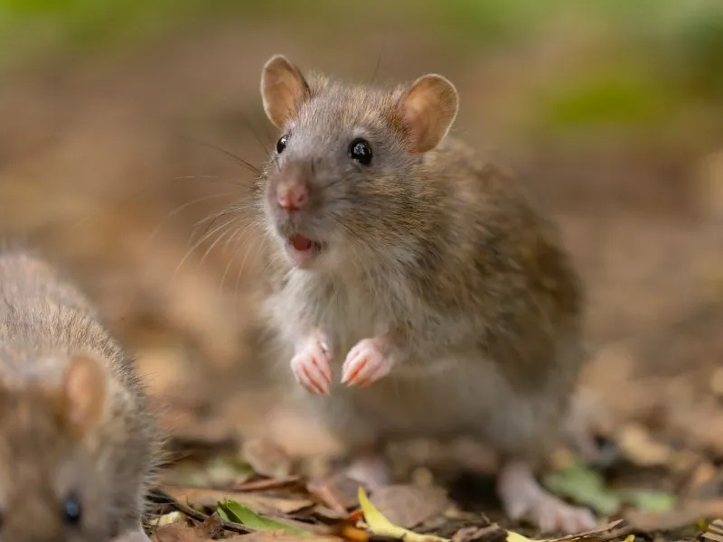 voh-con-giap-mua-dat-la-loi-1