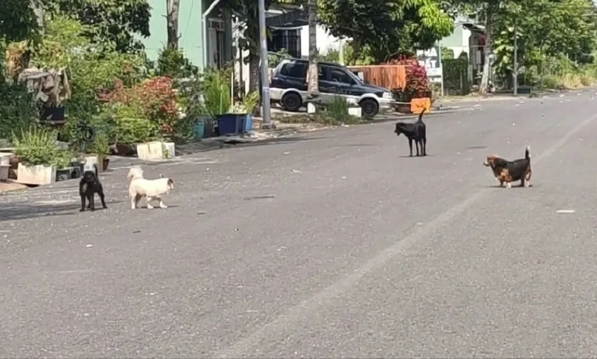 Nhà Bè (TPHCM): Dân khổ vì chó thả rông, gây tai nạn giao thông