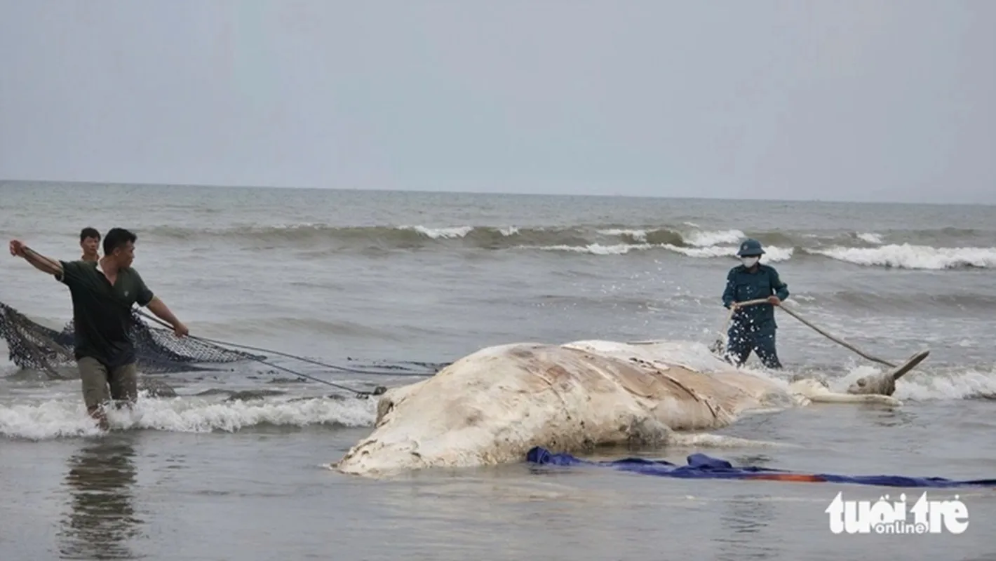 Chinh quyền và người dân kéo xác cá voi vào để chôn cất - Ảnh DOÃN HÒA