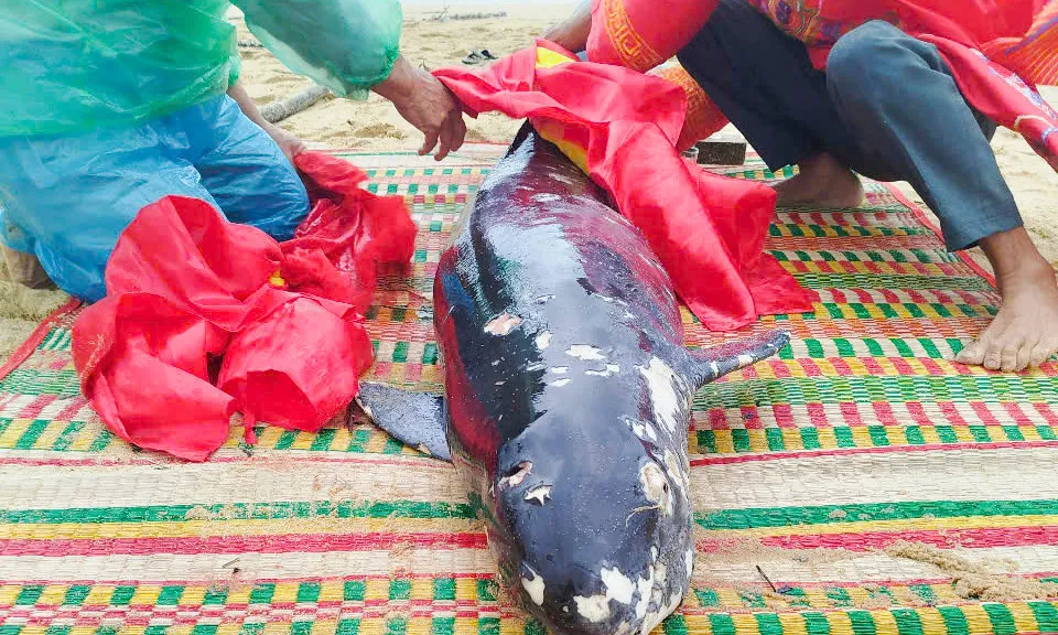 Nghệ An: Phát hiện cá voi dài gần 10m chết dạt vào bờ biển