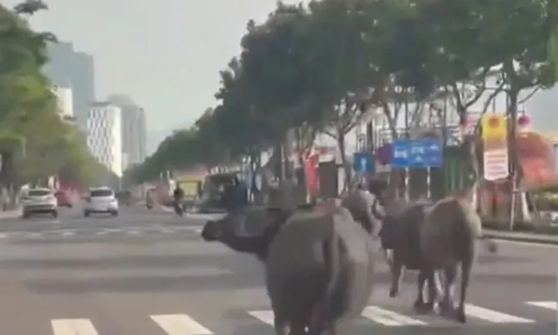 Hy hữu: Trâu chạy giữa đường ở Đà Nẵng