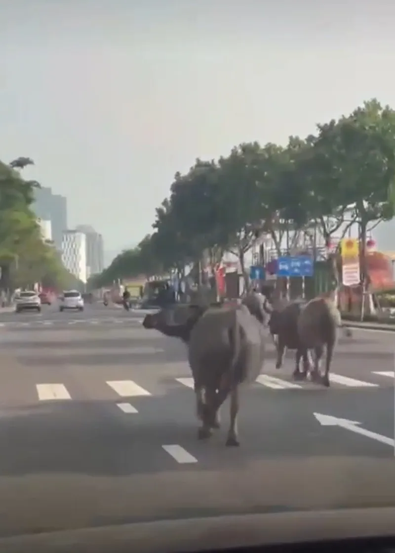 Trâu chạy giữa phố