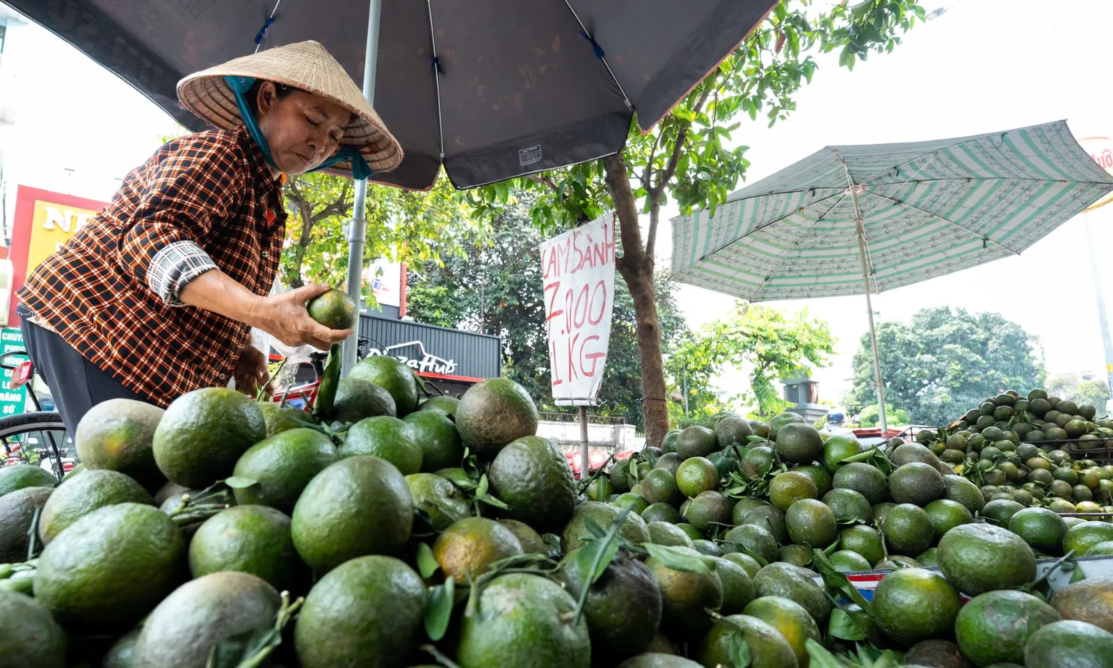 ảnh minh họa + thumb 