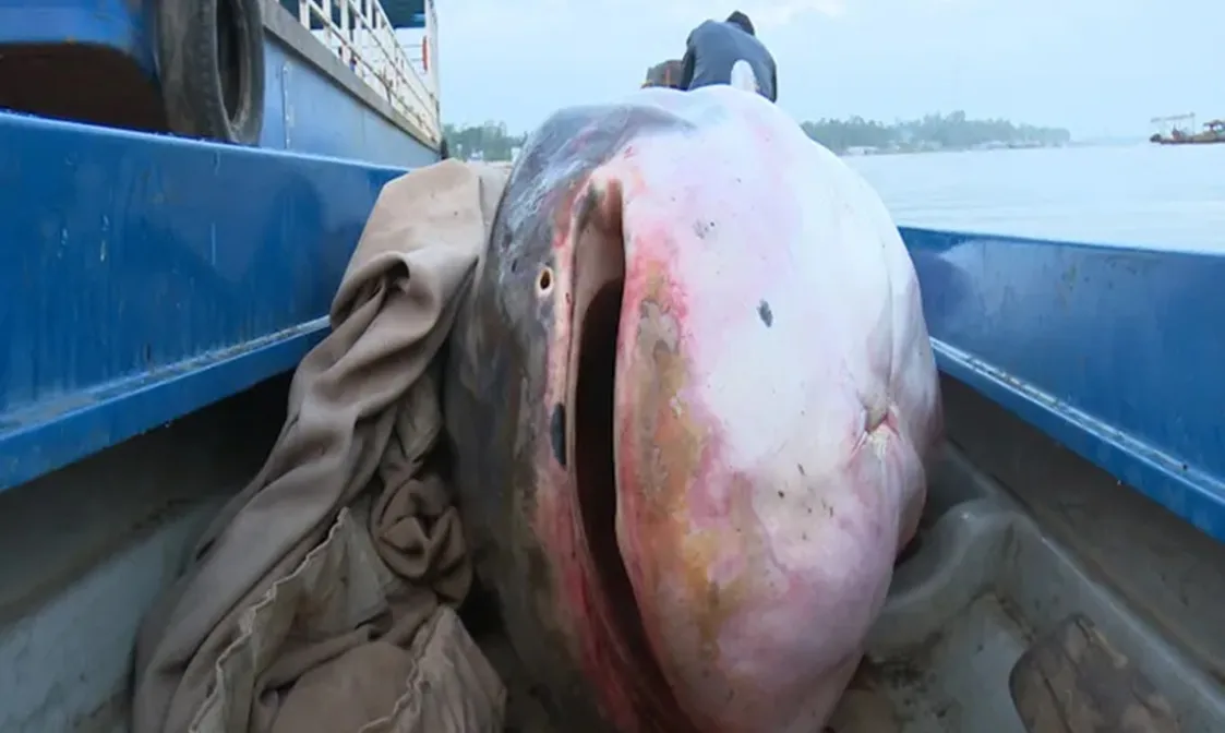 Bắt được cá tra “khổng lồ”, cả chục người vật lộn kéo lên bờ