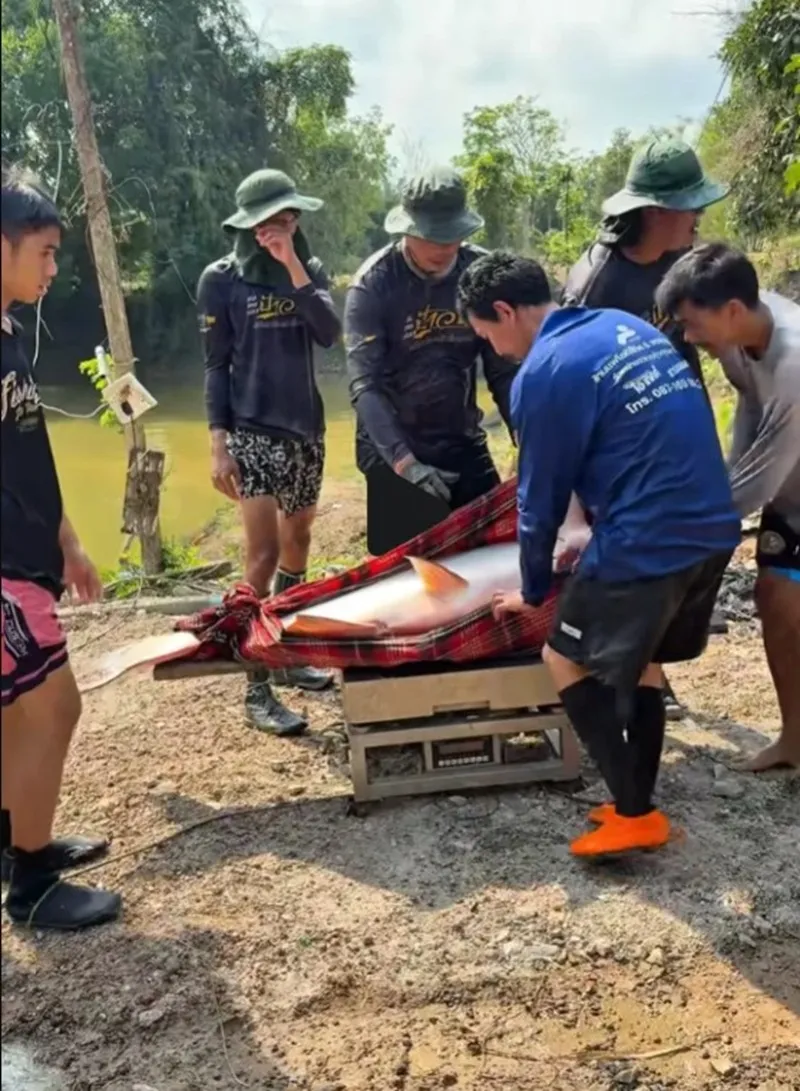 Cá tra to khiến cả chục người phải hợp sức mới kéo nổi