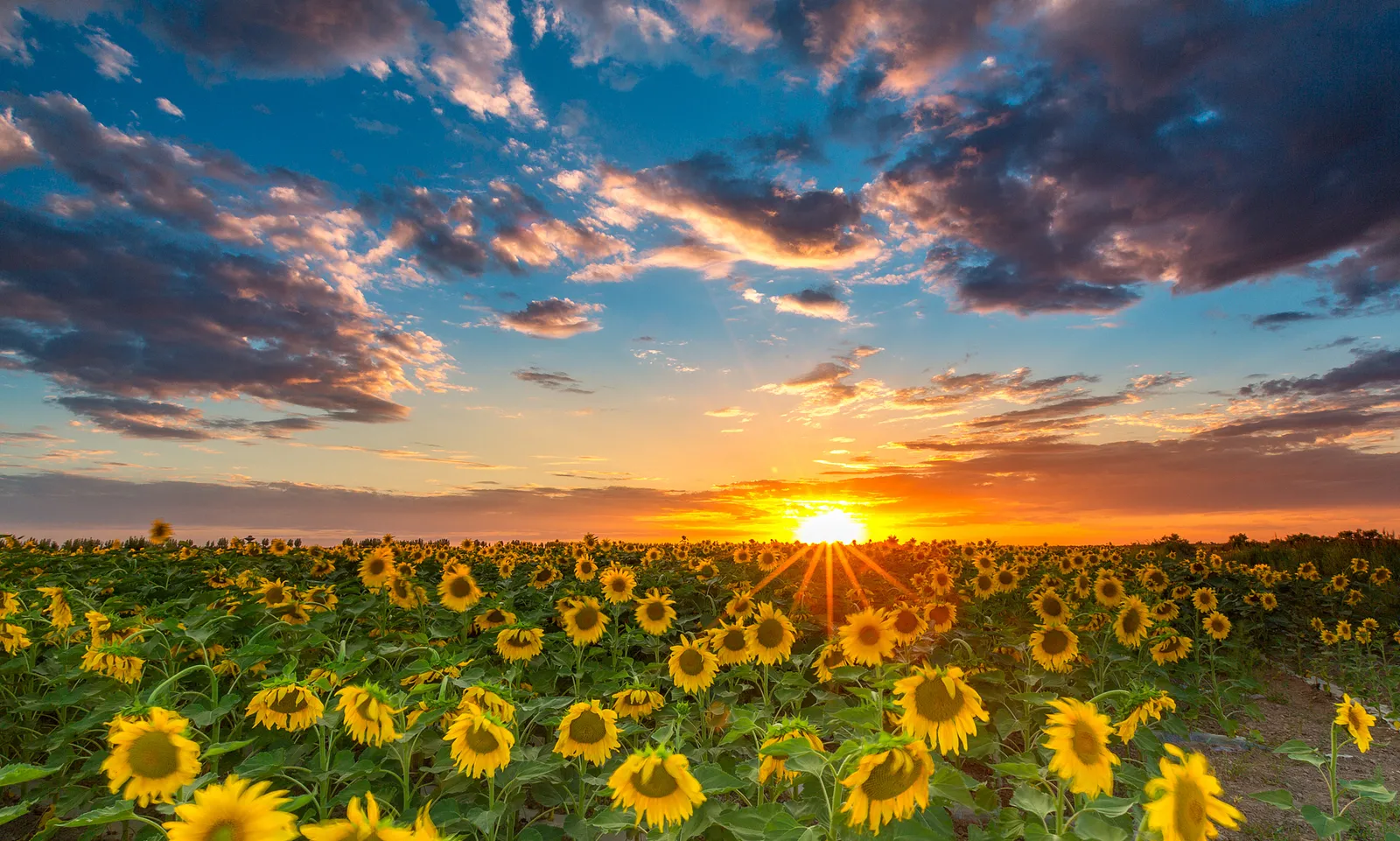 Hạt hướng dương Nội Mông từng bước chinh phục khẩu vị thế giới