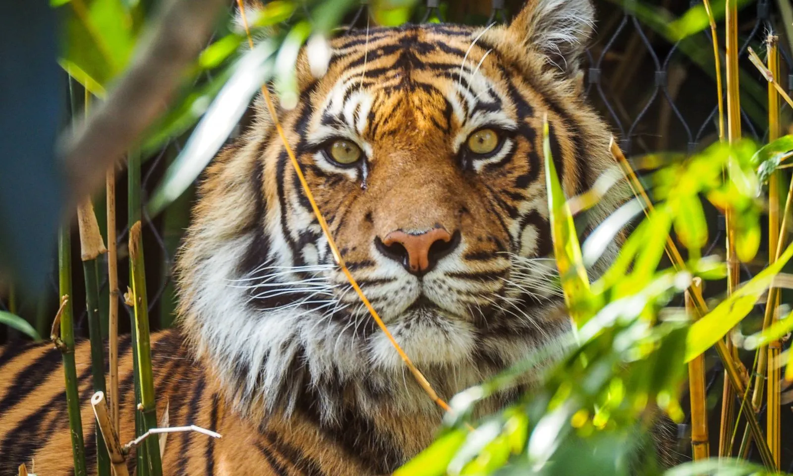 3 con giáp bứt phá ngoạn mục, rủng rỉnh tài lộc trong tháng 4/2026